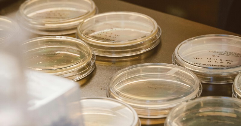 adult stem cells clinical trial