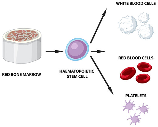 Adult Stem Cells Origin