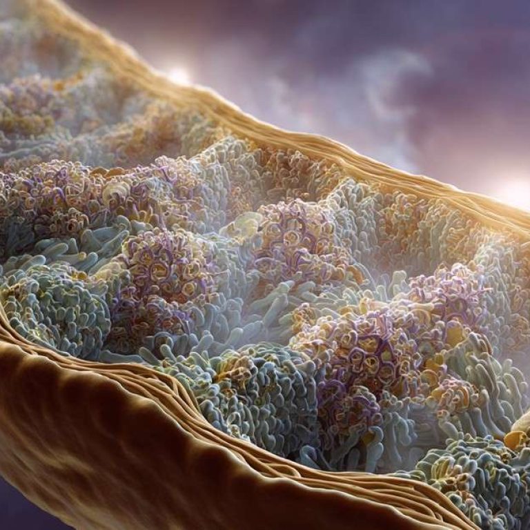 mitochondrial-disease